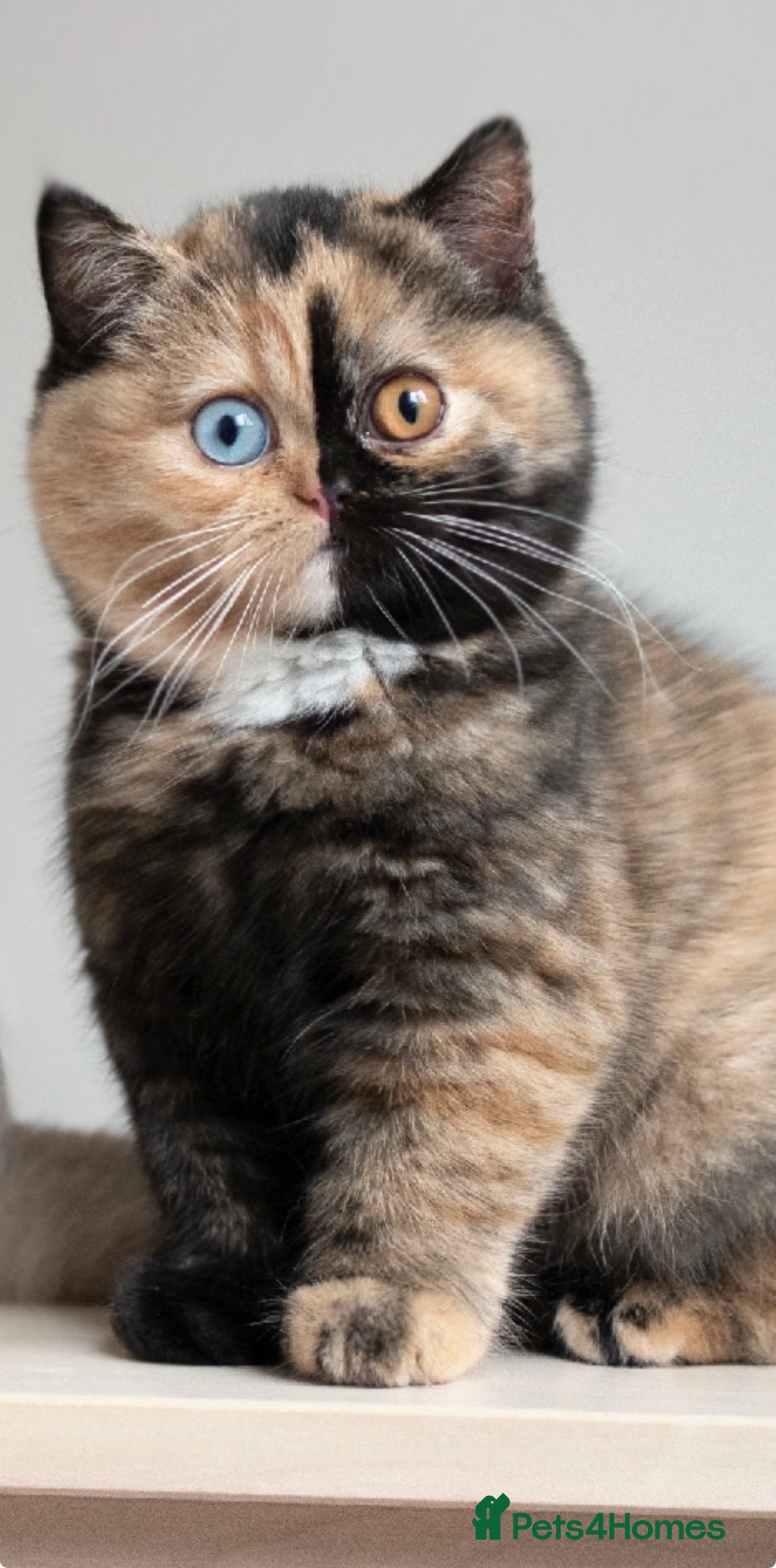 British Shorthair cats Pepper  - Advert 1