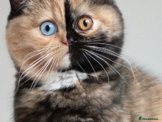 British Shorthair cats Pepper - Advert 1