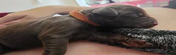 Labradoodle dogs for sale: Beautiful Labrador × Labradoodle Puppies  in Alfreton - Advert 30