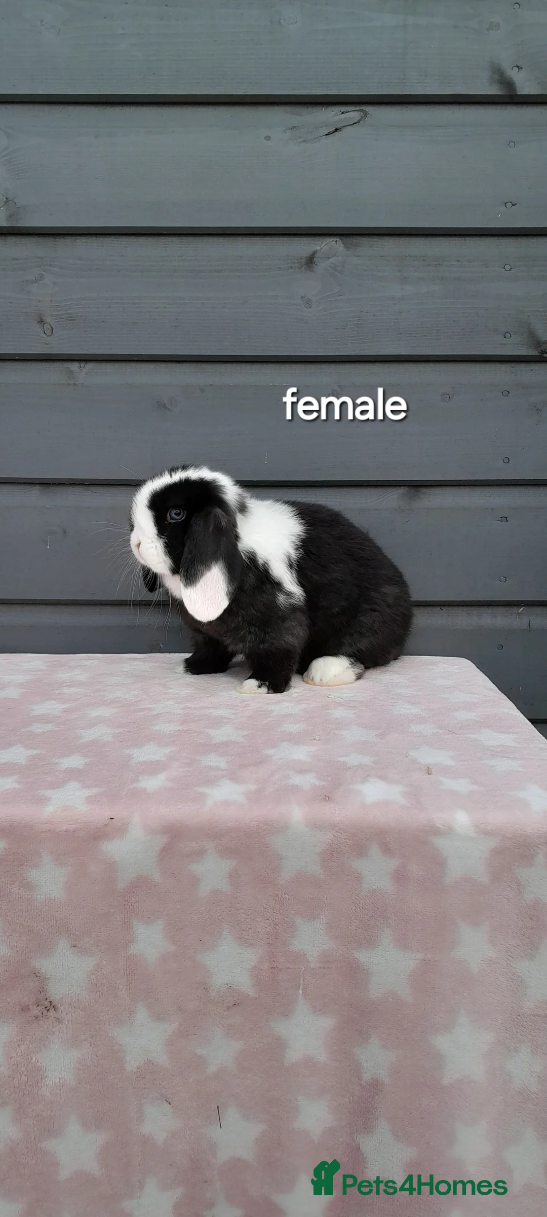 Mini Lop rabbits for sale: Purebred mini lops - Advert 8