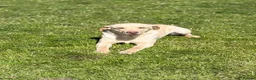 Labrador Retriever dogs for sale: KC Fox Red & Yellow Labrador Puppies - Advert 8