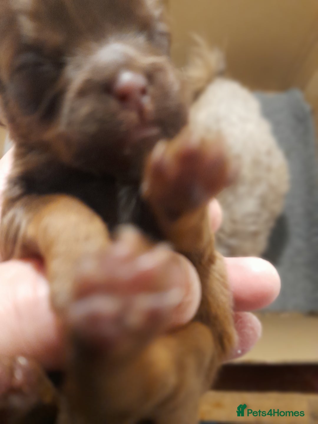 Malshi dogs for sale: Malshi - Advert 5