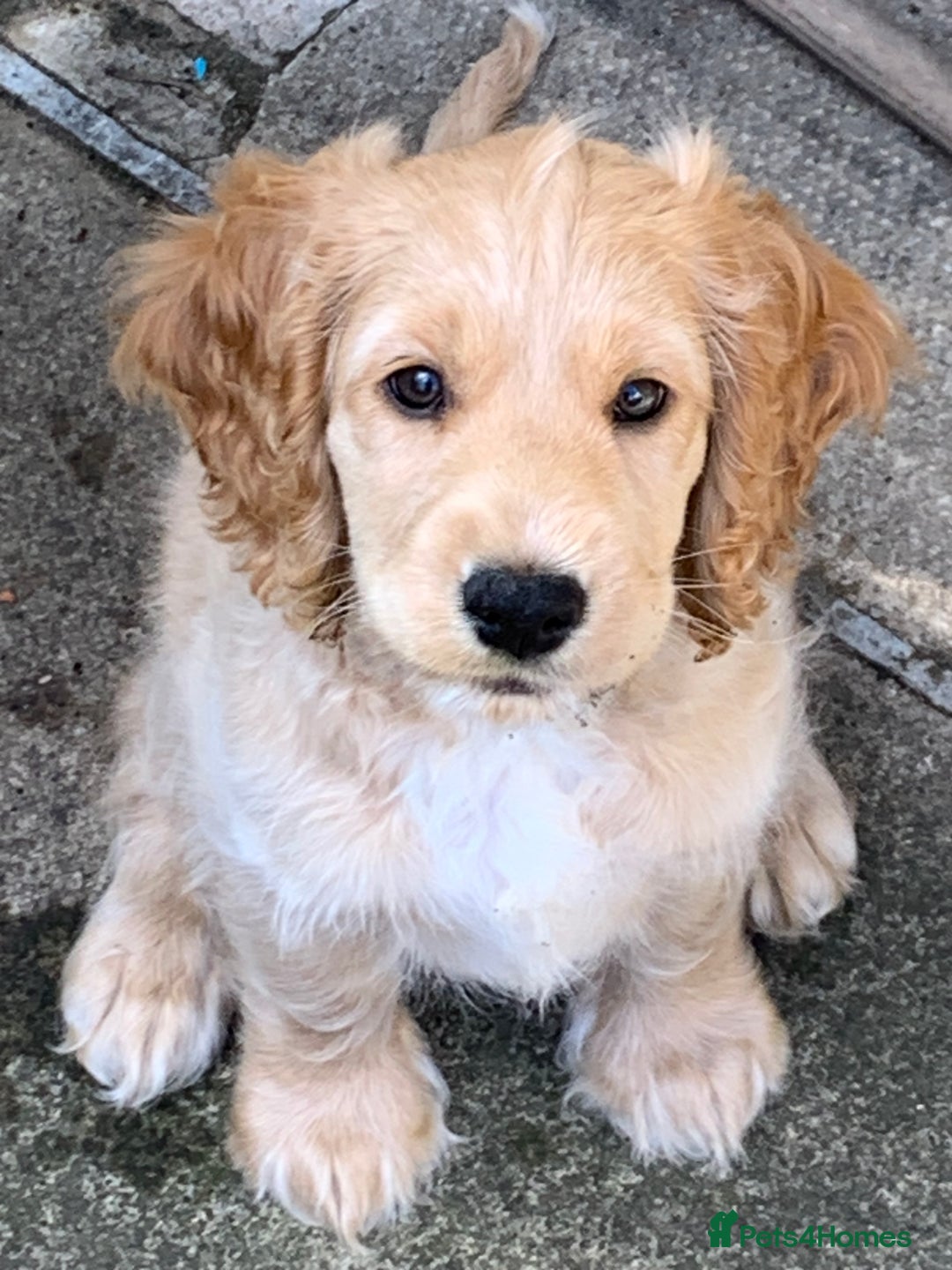 Cockapoo dogs for sale: Cockapoo puppies ready now!!! - Image 1
