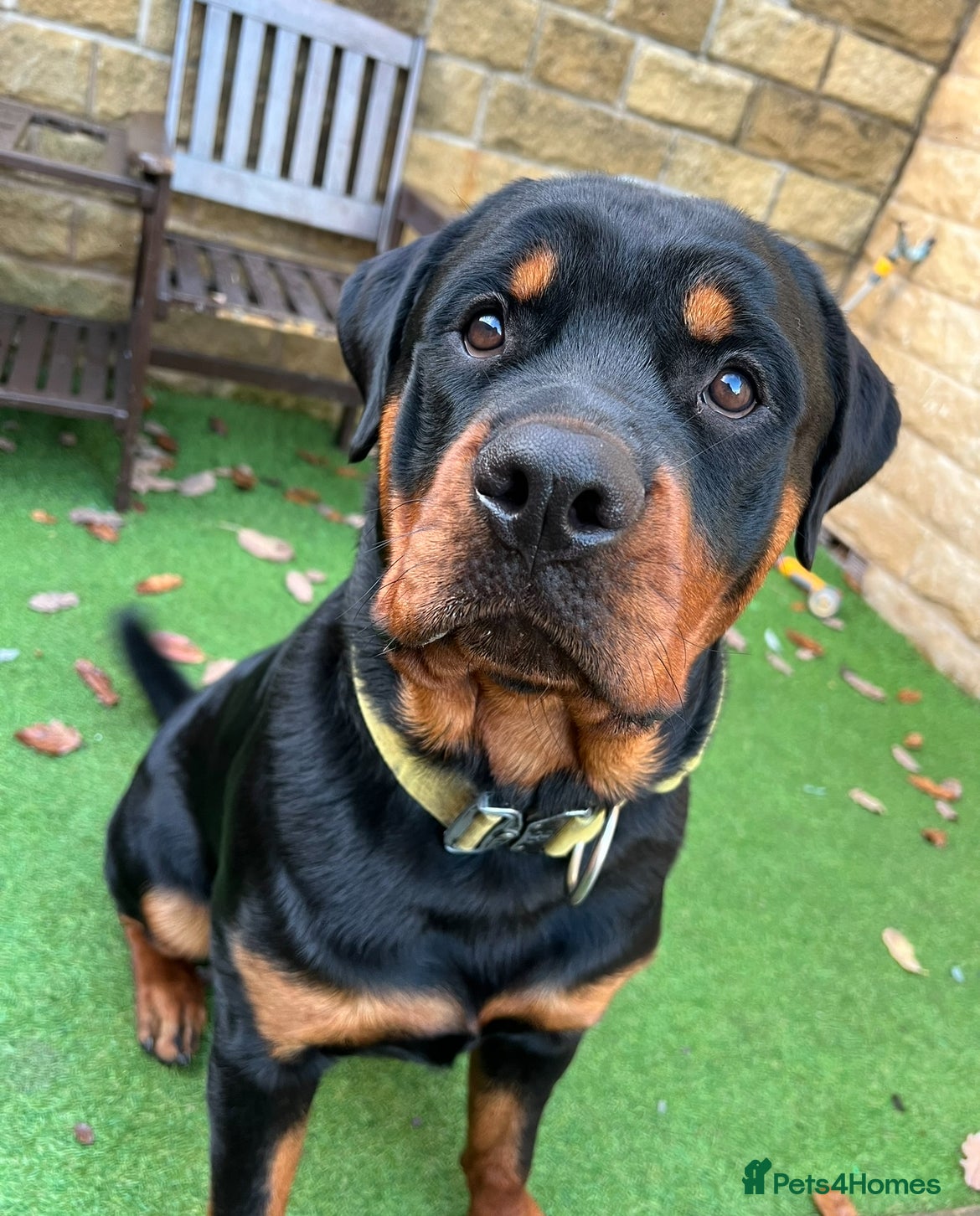 Rottweiler dogs Homebred chunky Rottweiler for stud  in Barnsley - Advert 3