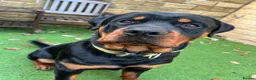 Rottweiler dogs for stud: Homebred chunky Rottweiler for stud  in Barnsley - Advert 1