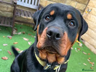 Rottweiler dogs Homebred chunky Rottweiler for stud in Barnsley - Advert 3