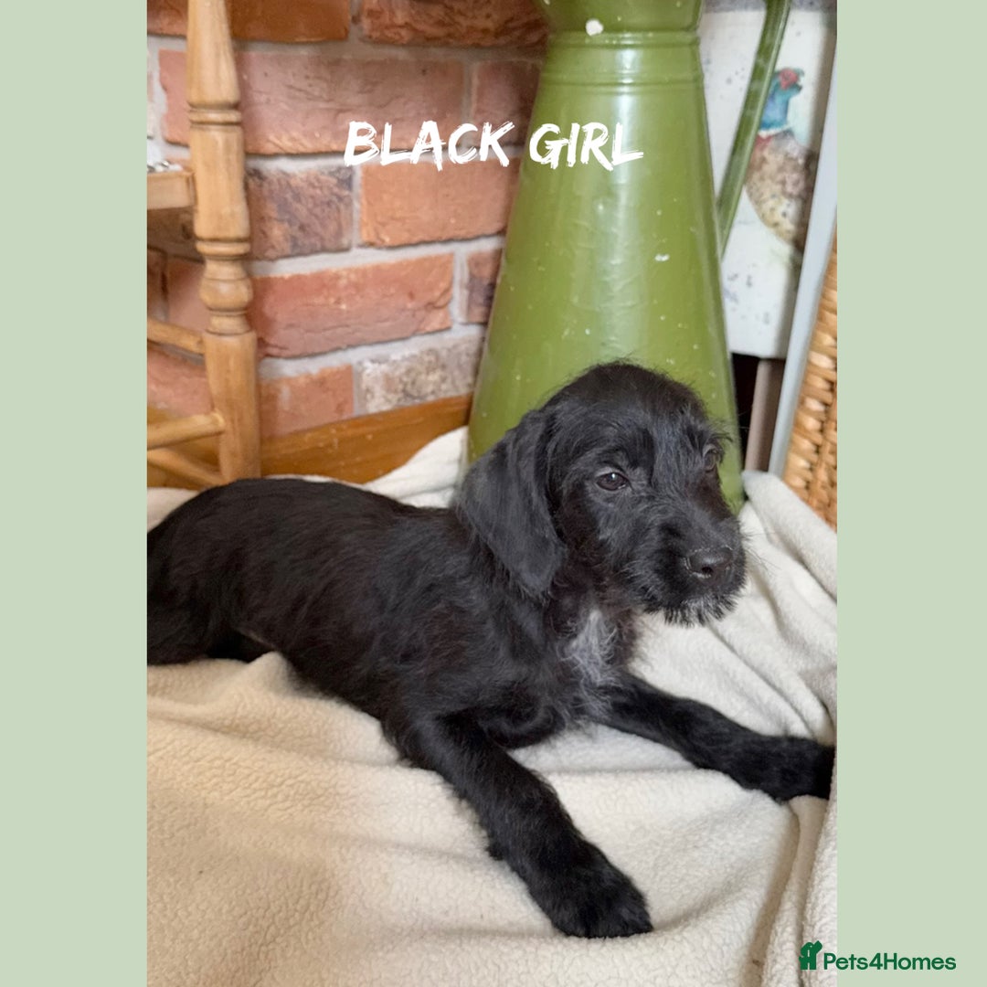 Mixed Breed dogs for sale: ☀️PERFECT POOGLES (beagleXminiature poodle)☀️ in Rhayader - Image 24