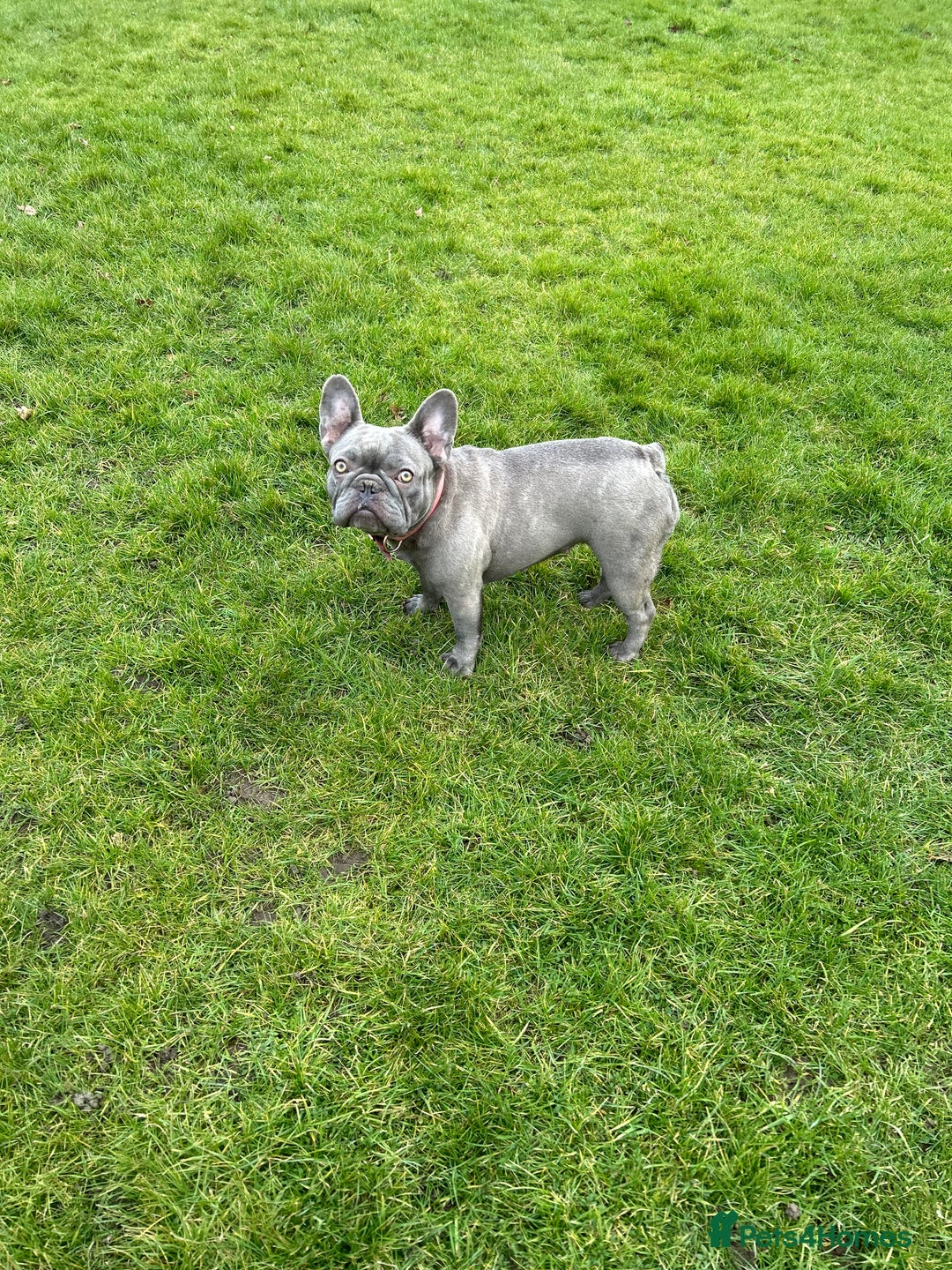 French Bulldog dogs for sale: 2 year old frenchie female - Advert 1