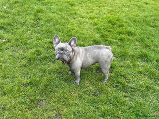 French Bulldog dogs 2 year old frenchie female - Advert 19