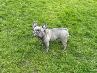 French Bulldog dogs 2 year old frenchie female - Advert 6
