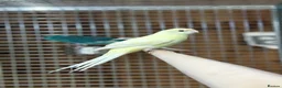 Parakeets birds for sale: Kakarikis - Advert 5