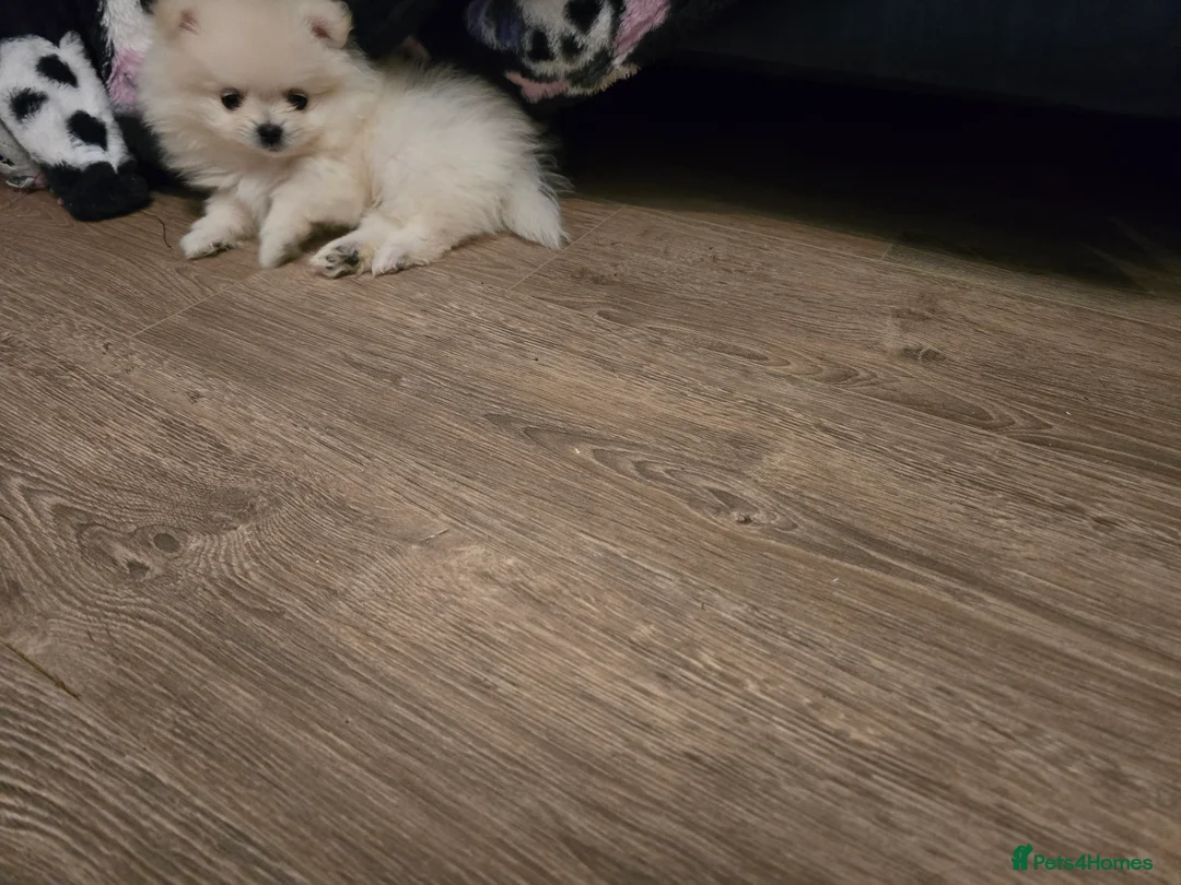 Pomeranian dogs for sale: Gorgeous KC White Pomeranians - Advert 5