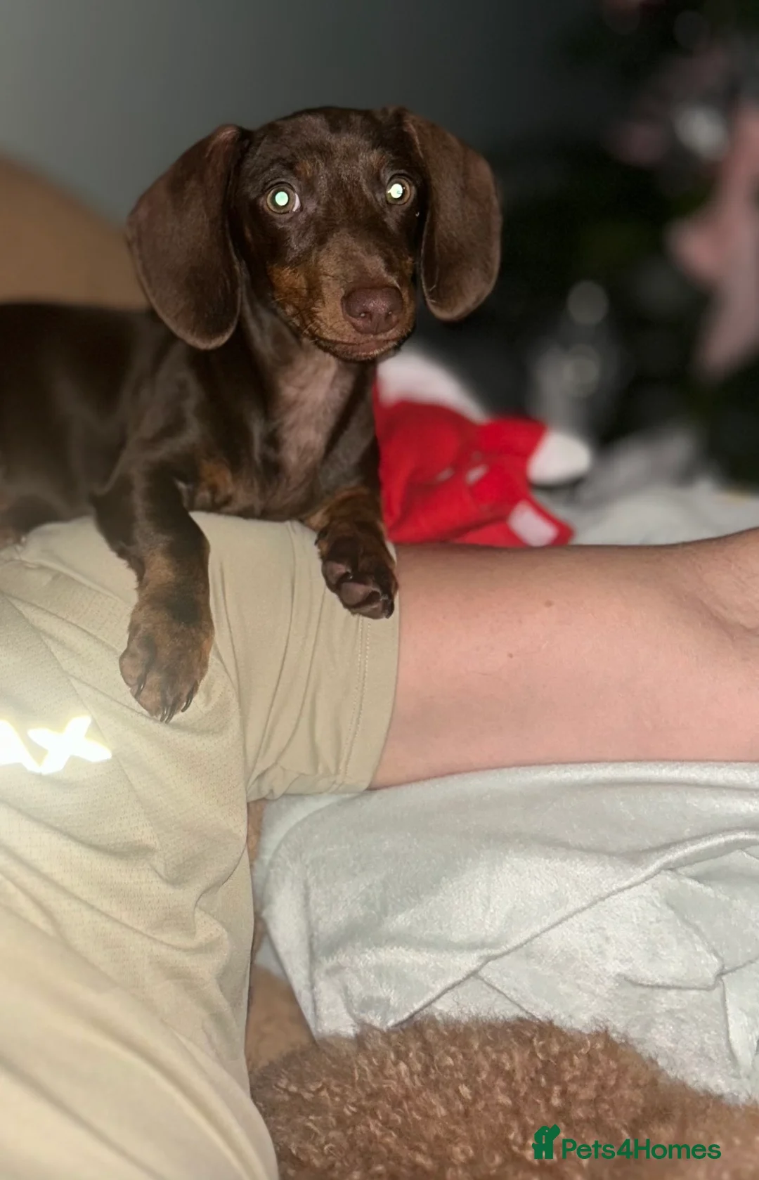 Miniature Dachshund dogs for sale: Mini Daschund  - Advert 5