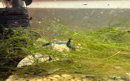 Shrimps fish for sale: Red and Blue Shrimp  - Image 4