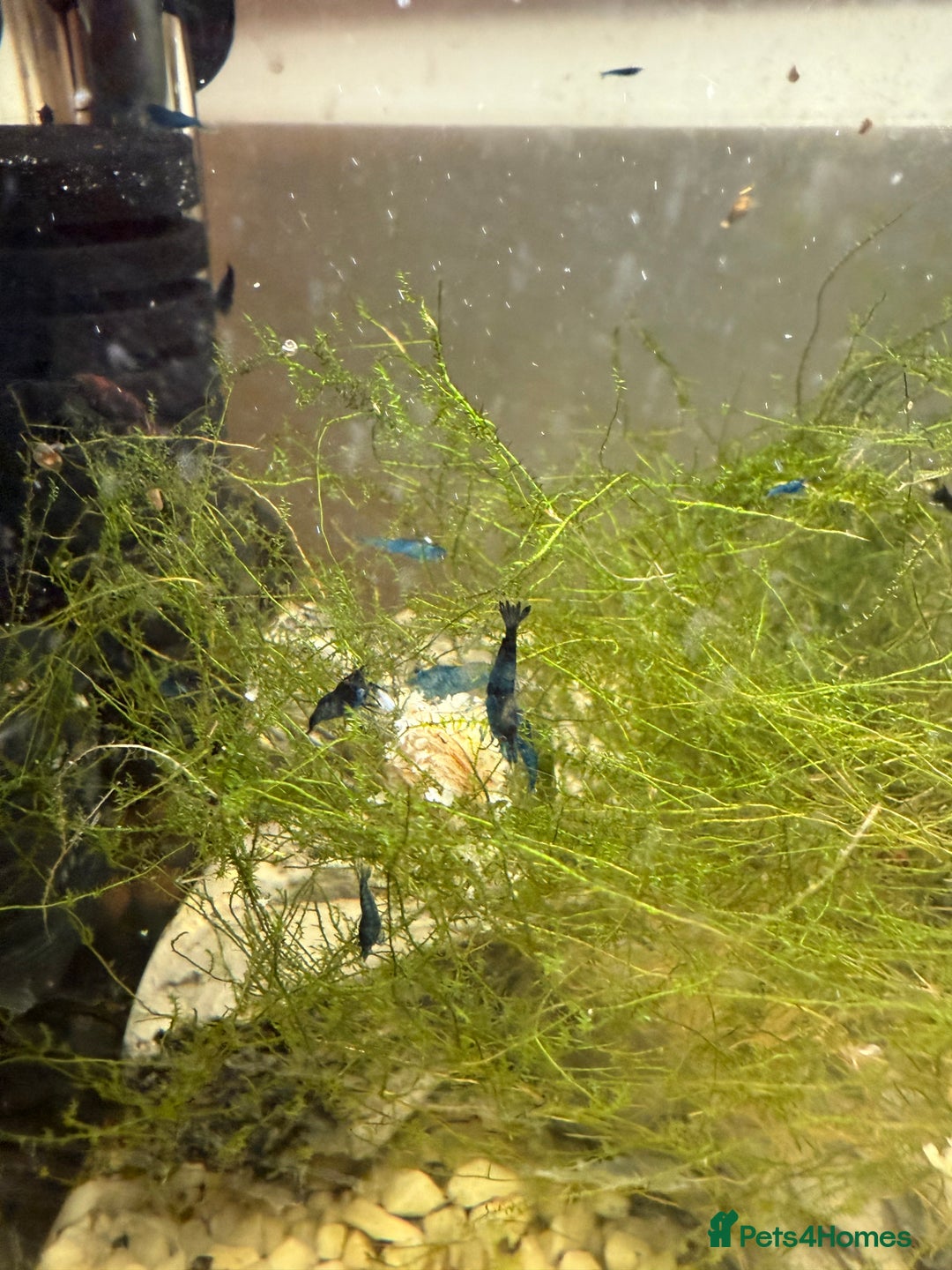 Shrimps fish for sale: Red and Blue Shrimp  - Image 4