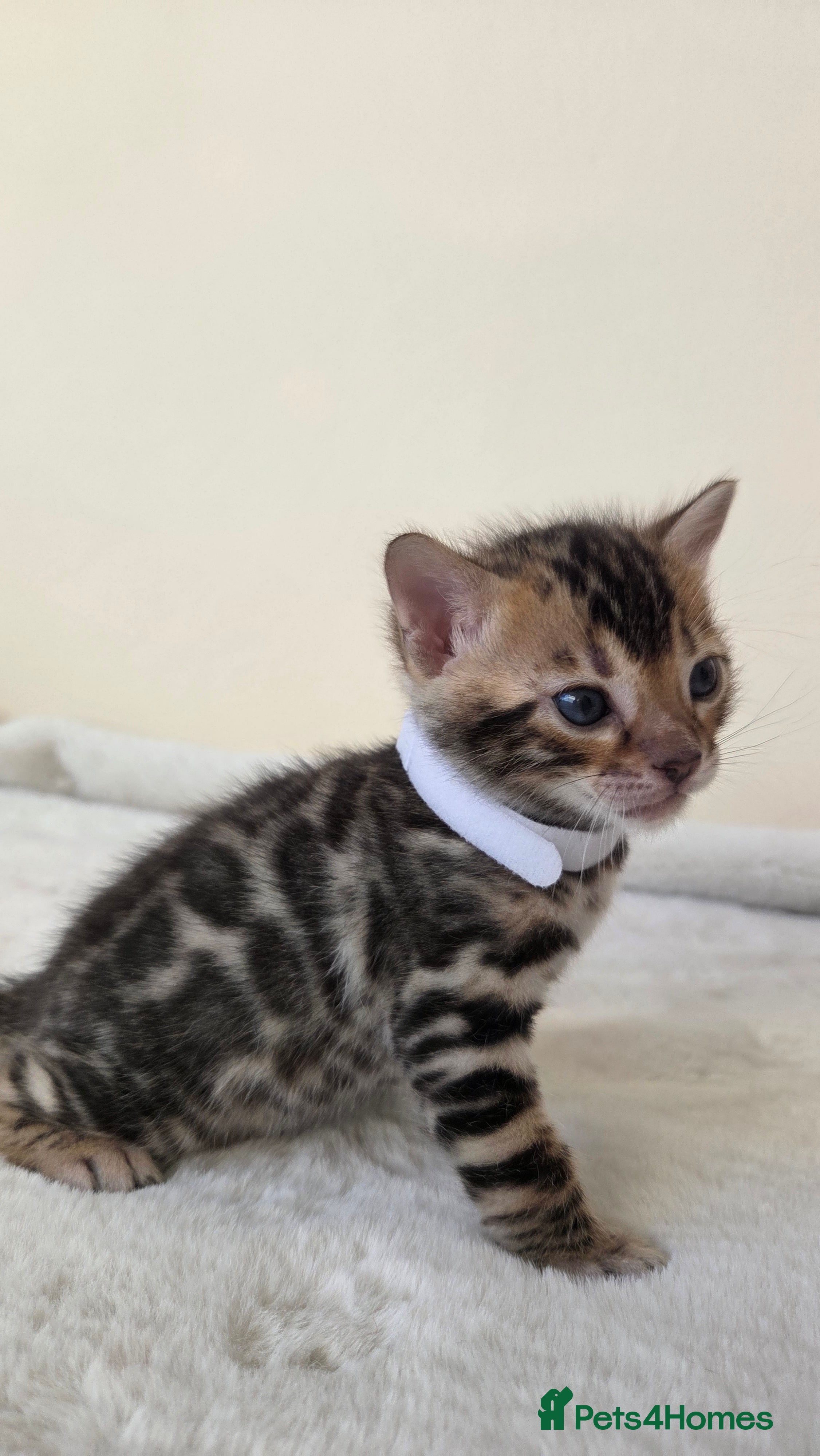 Bengal cats Georges Tica registered Bengal kittens  - Advert 18