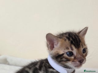 Bengal cats Georges Tica registered Bengal kittens - Advert 18