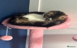 Mixed Breed cats for sale: Female kitten 10 months old £30  - Image 2