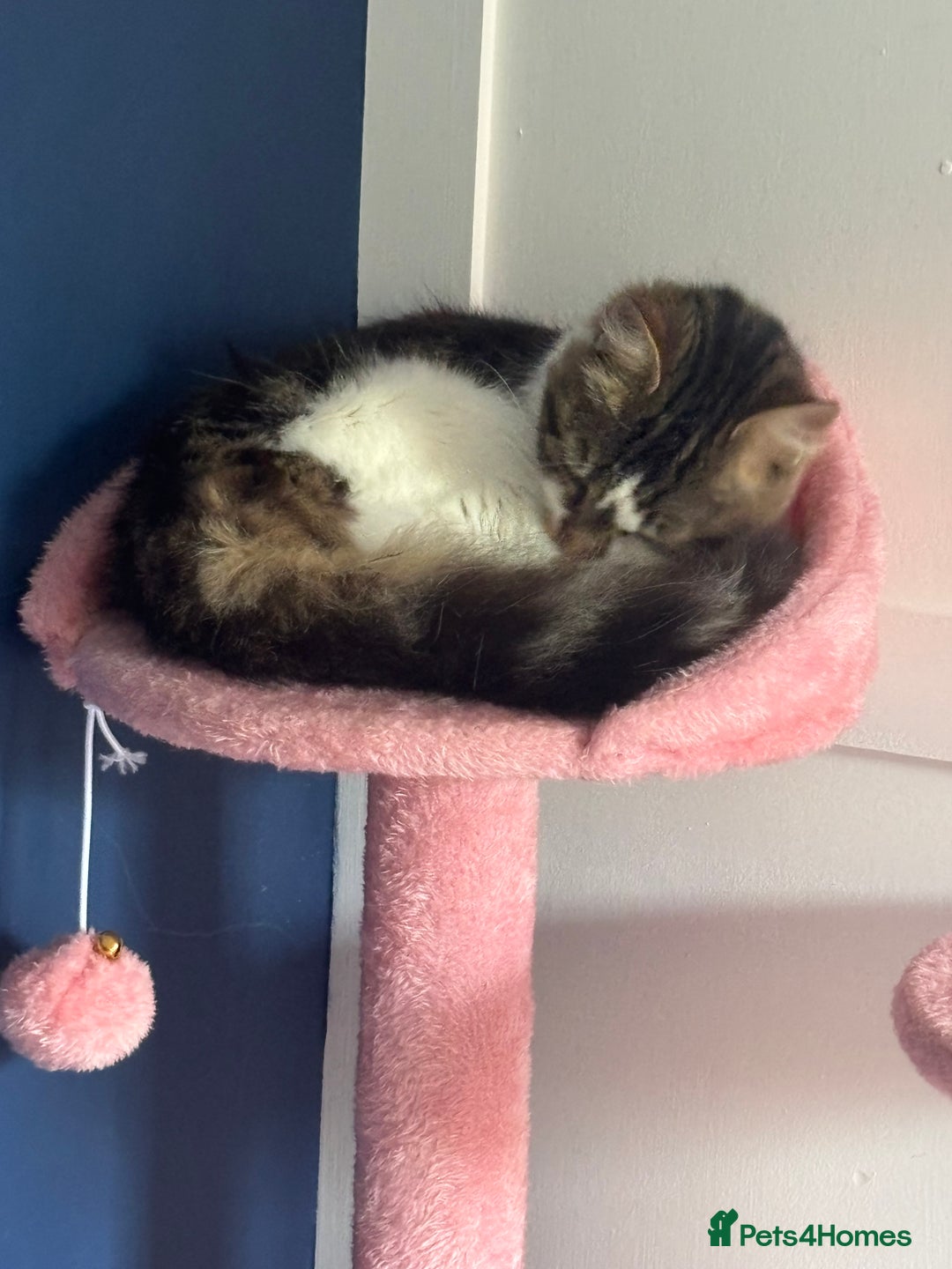 Mixed Breed cats for sale: Female kitten 10 months old £30  - Image 2