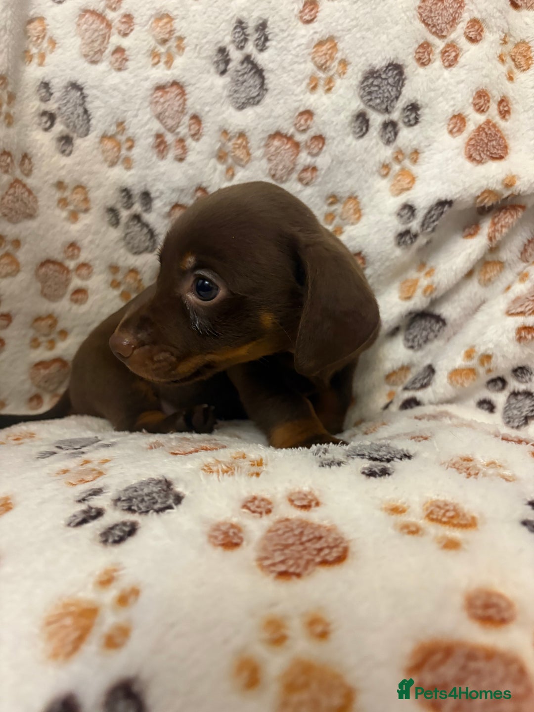 Mixed Breed dogs for sale: Daxie jacks - Advert 16