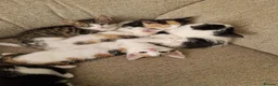 Mixed Breed cats for sale: 6 beautiful kittens ready for new homes - Advert 21