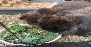 Mini Lop rabbits in Leicester - Advert 7