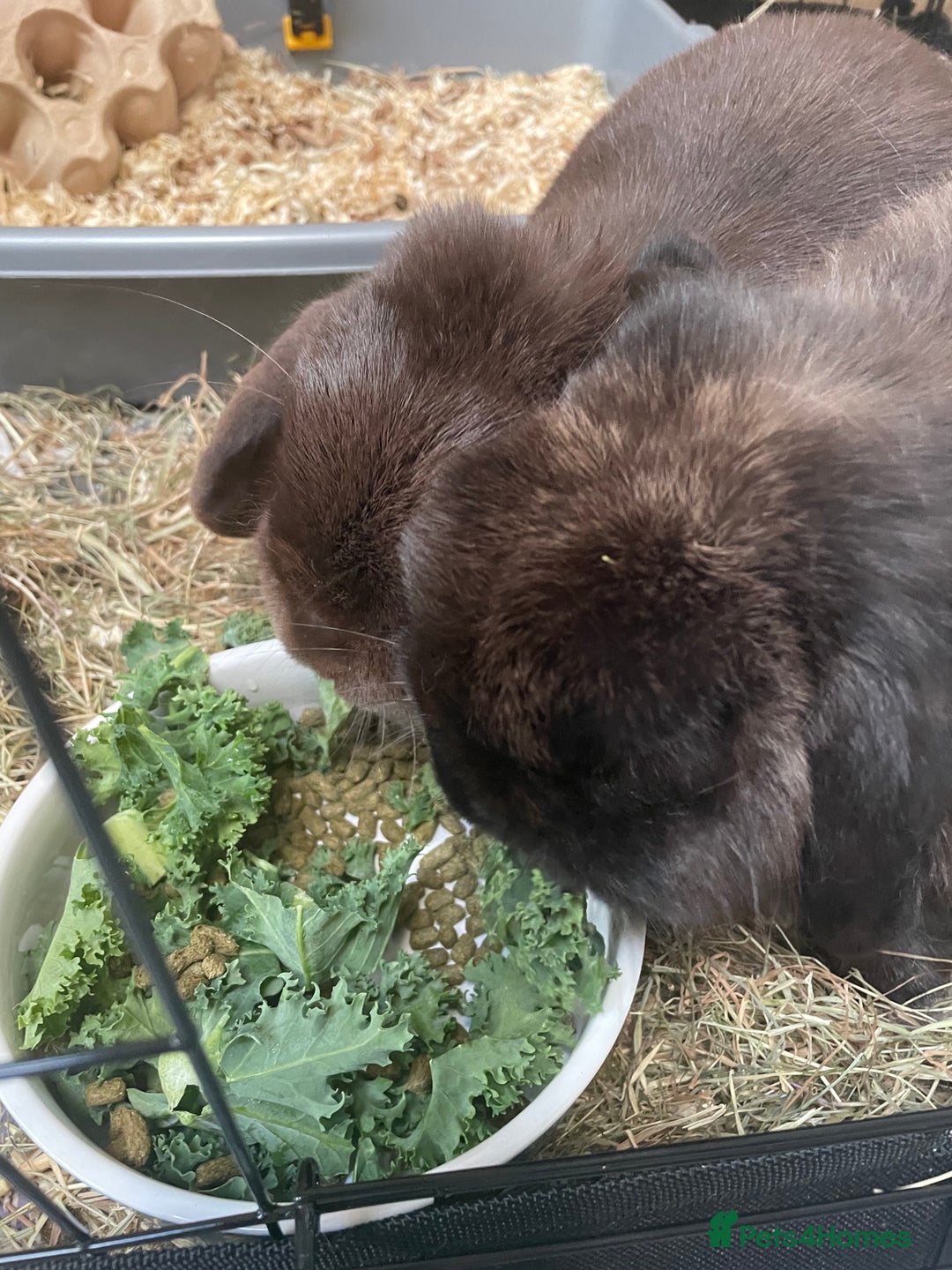 Mini Lop rabbits for sale: PLEASE READ 🐰 male and female (both neutered) in Leicester - Image 2