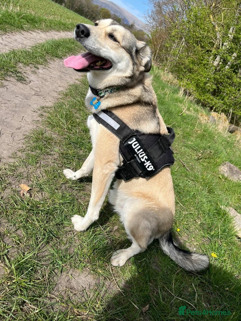 Mixed Breed dogs Meet Froddo, currently residing in Wales - Advert 16