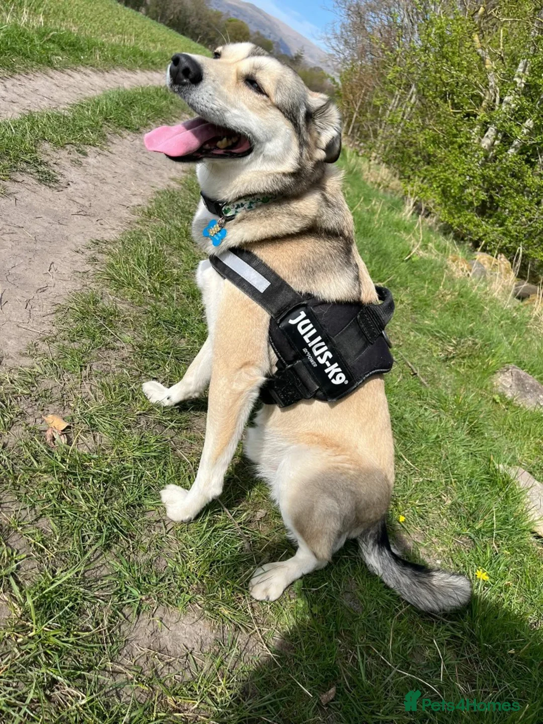 Mixed Breed dogs for adoption: Meet Froddo, currently residing in Wales in Alloa - Advert 1