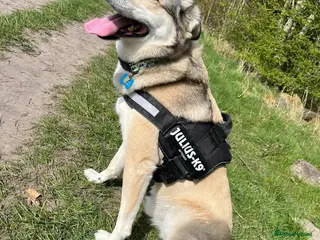 Mixed Breed dogs Meet Froddo, currently residing in Wales - Advert 16