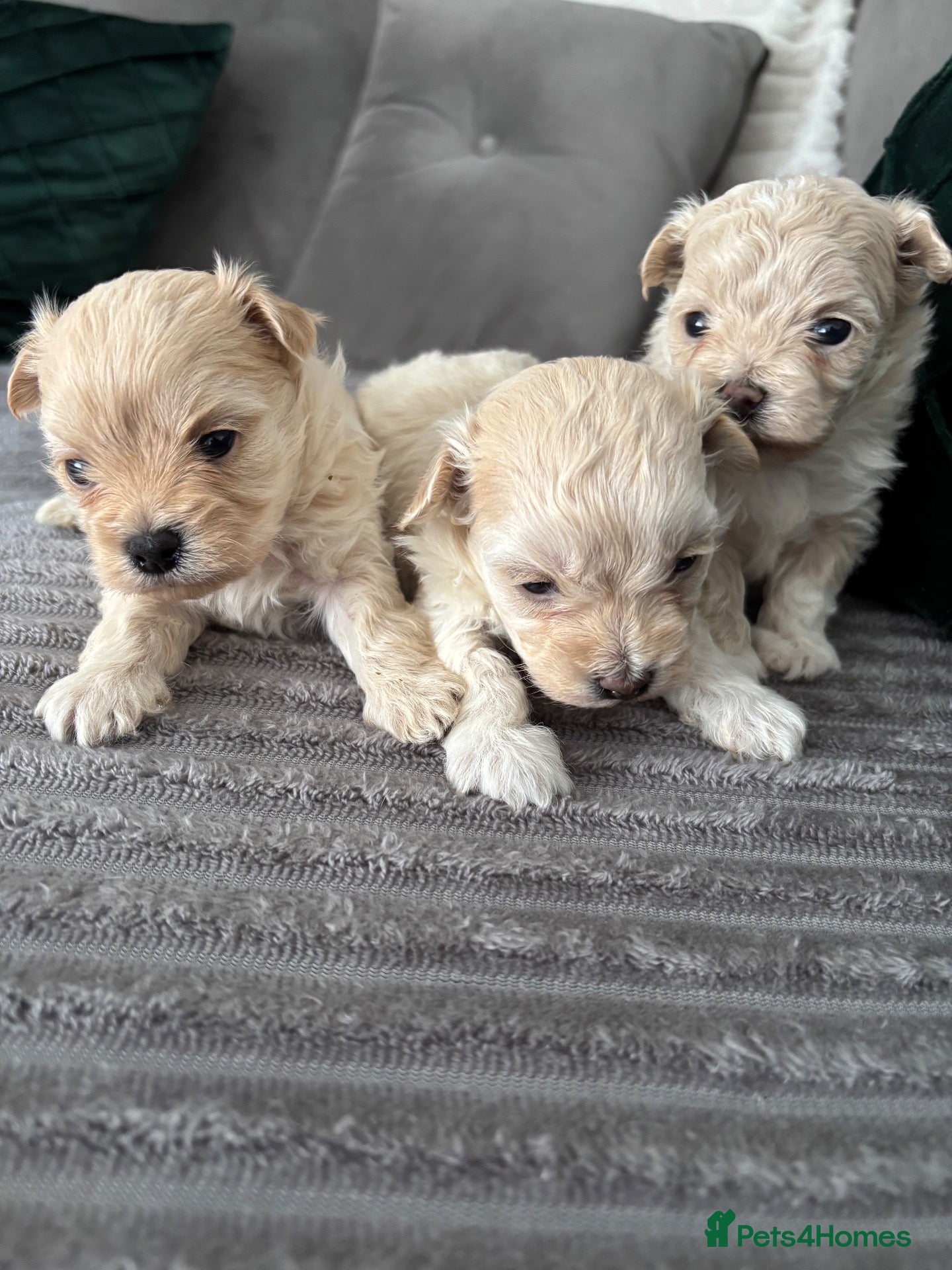 Maltipoo dogs F1 malltipoo - Advert 5