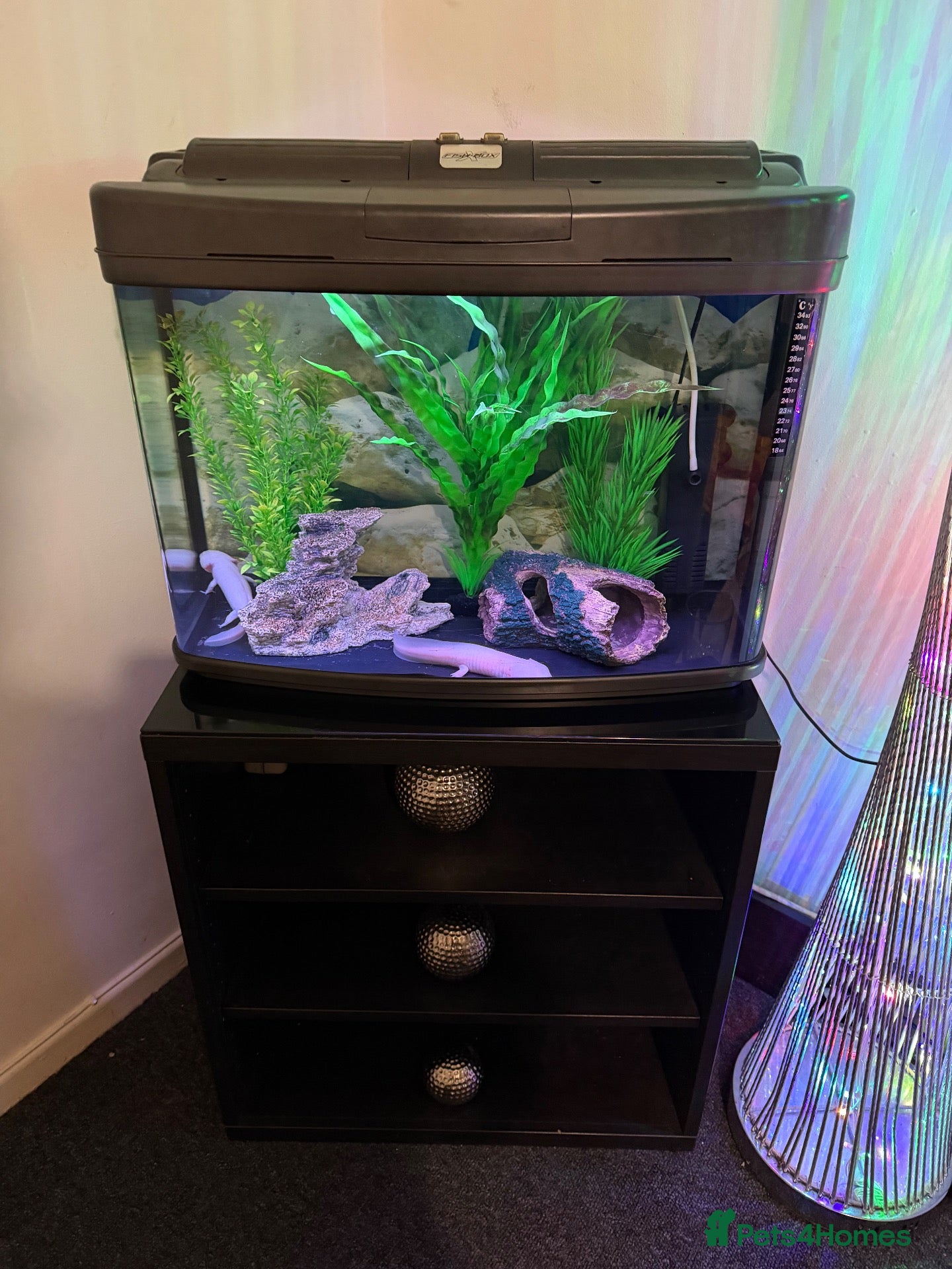 Axolotl reptiles 🦎 Two Adult Axolotls + Complete Aquarium Setup - Advert 17