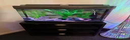 Axolotl reptiles for sale: 🦎 Two Adult Axolotls + Complete Aquarium Setup - Advert 1