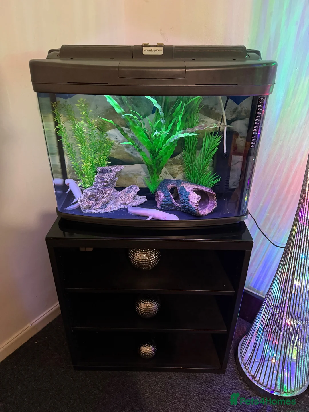 Axolotl reptiles for sale: 🦎 Two Adult Axolotls + Complete Aquarium Setup - Advert 1