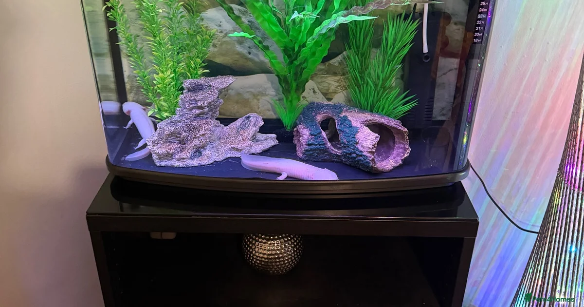 Red Axolotl Reptiles For Sale Pets4Homes red-axolotl-reptiles-for-sale-pets4homes