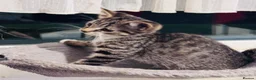 Mixed Breed cats for sale: Young mix tabby kitten - Advert 3