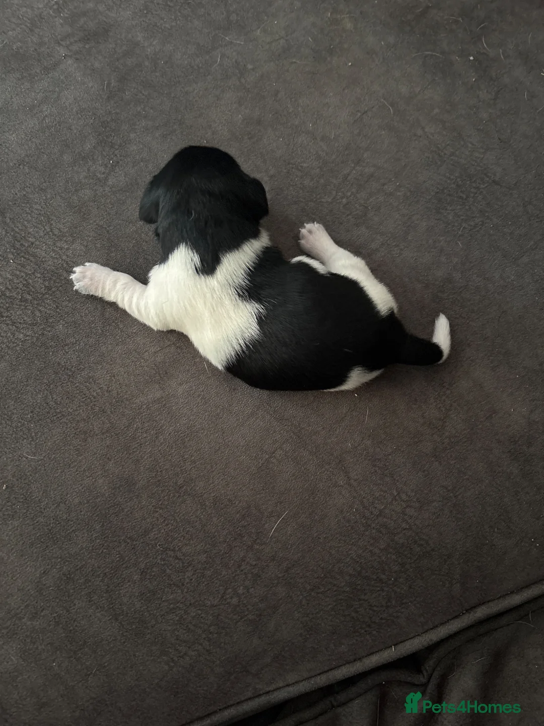 Patterjack dogs for sale: 4 boy Patterjack puppies - Advert 2