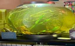 Other/Mixed Breed fish for sale: Biorb 105 l community set up tank all included  - Advert 3