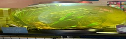 Other/Mixed Breed fish for sale: Biorb 105 l community set up tank all included  - Advert 3