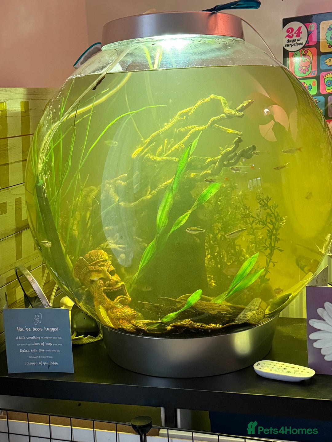 Other/Mixed Breed fish for sale: Biorb 105 l community set up tank all included  - Advert 3