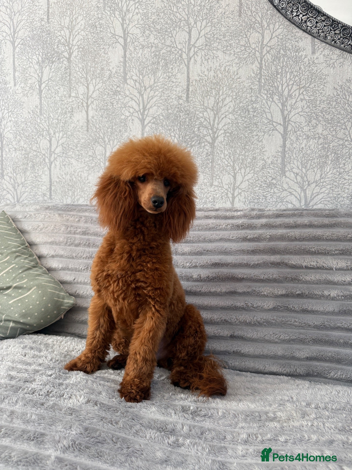 Toy Poodle dogs Dark Red DNA Health Tested Toy Poodle Stud - Advert 2