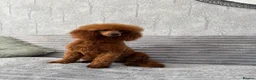 Toy Poodle dogs for stud: Dark Red DNA Health Tested Toy Poodle Stud - Advert 1