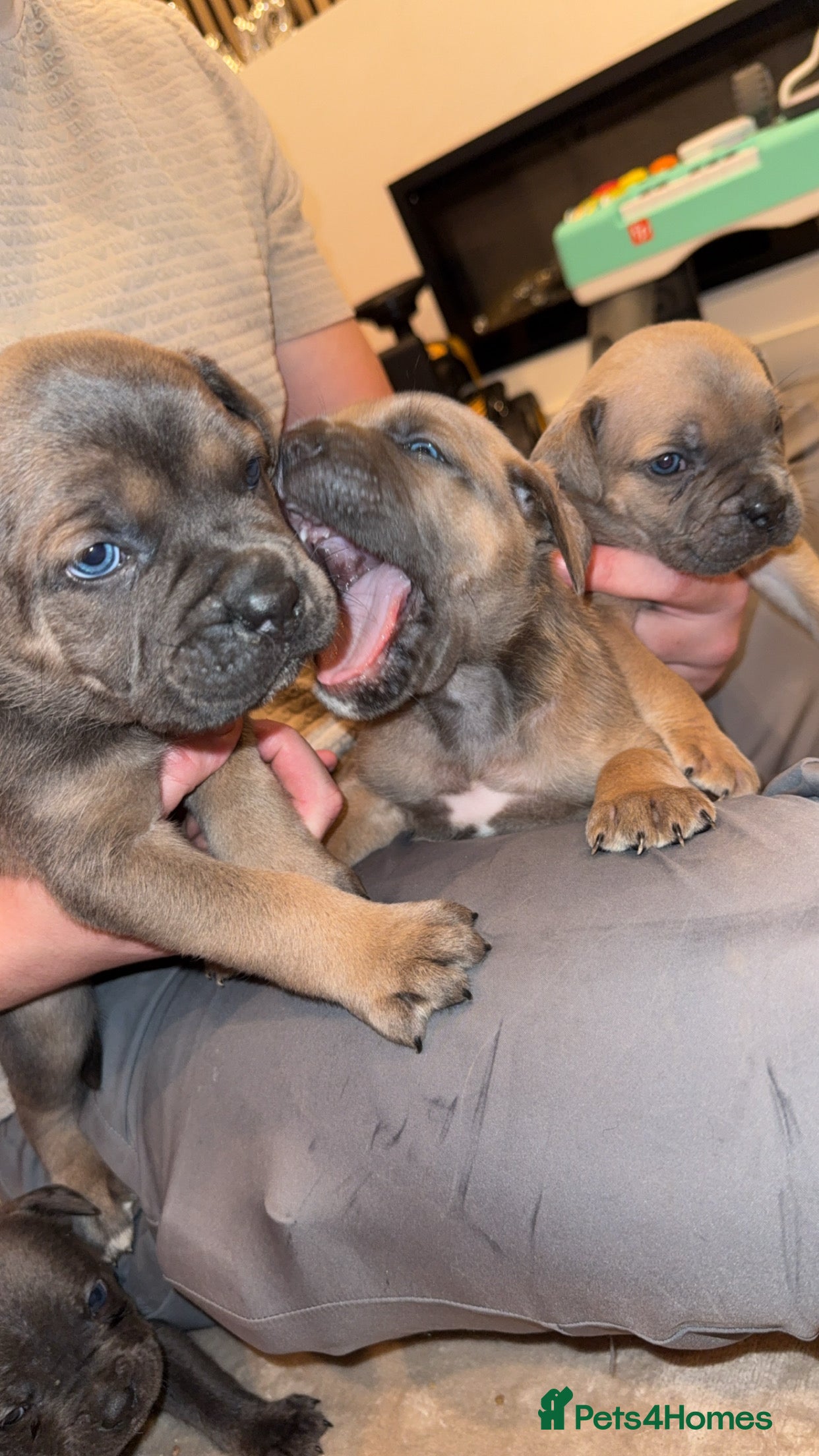 Cane Corso dogs ICF/ICCF Champion 6th GENERATION Cane Corso pups - Advert 1