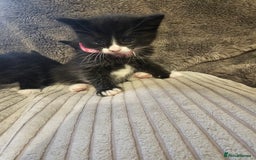 British Shorthair cats for sale: 4 beautiful fluffy kittens 4 weeks old  - Image 3