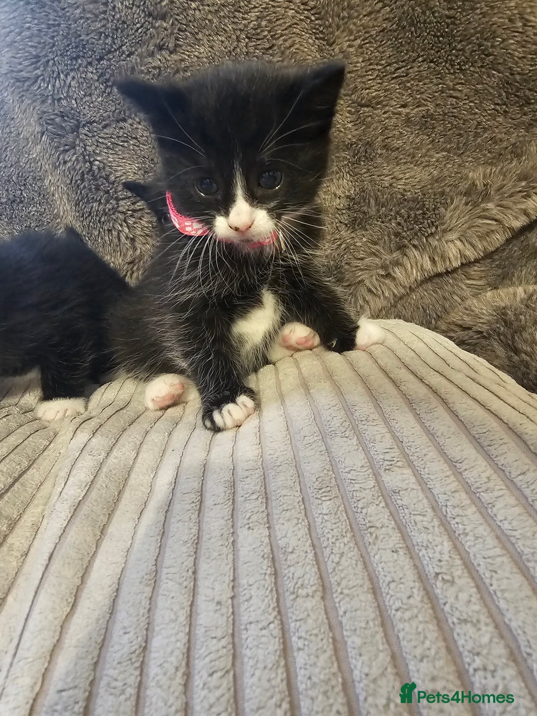 British Shorthair cats for sale: 4 beautiful fluffy kittens 4 weeks old  - Image 3