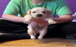 Golden Retriever dogs for sale: Beautiful golden retriever puppies for sale  - Image 4
