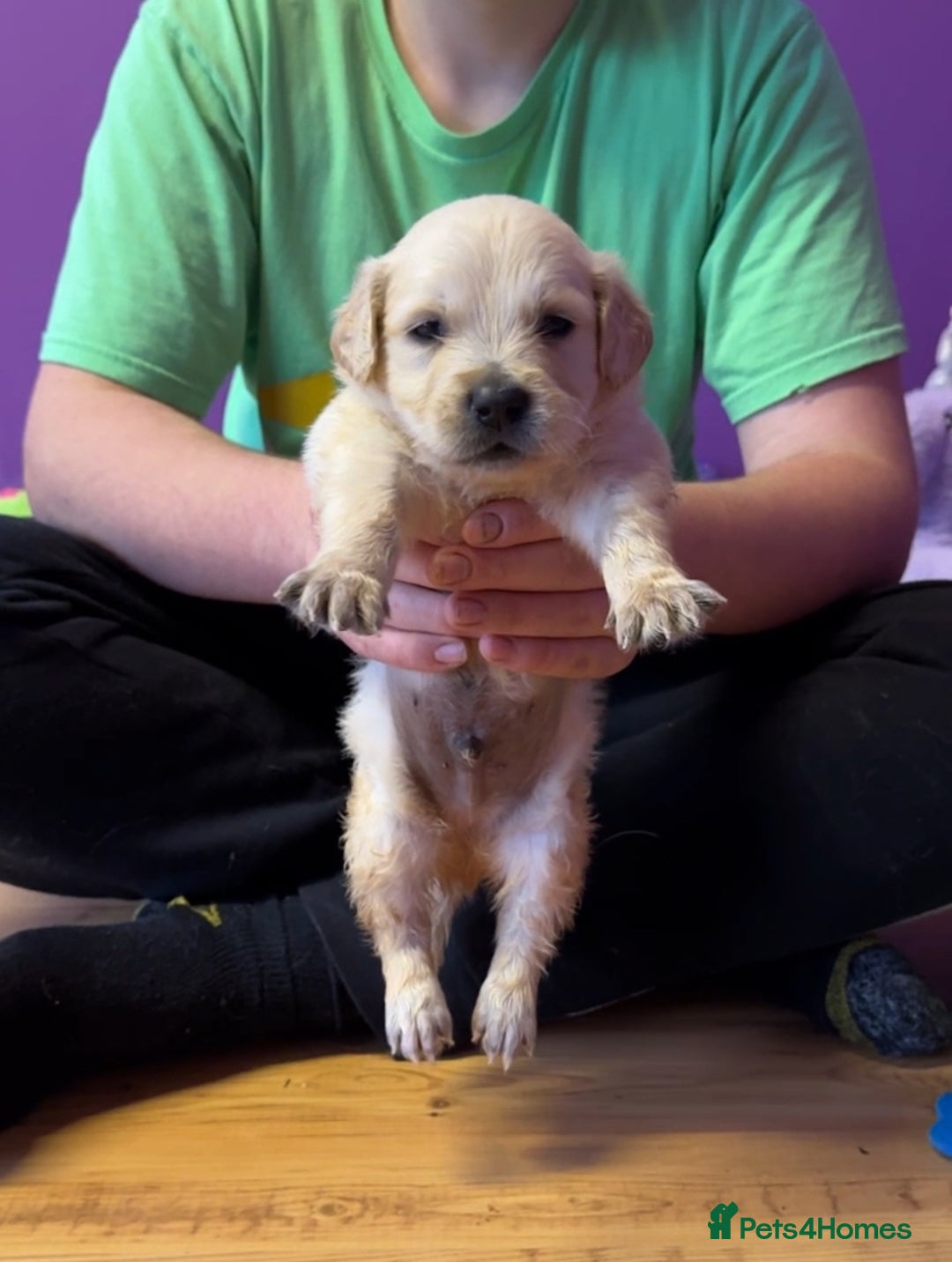 Golden Retriever dogs for sale: Beautiful golden retriever puppies for sale  - Image 4