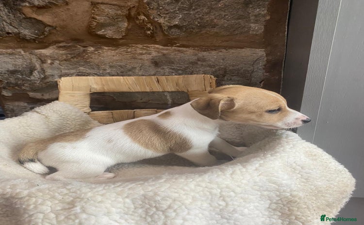 Jack Russell dogs - Advert 13