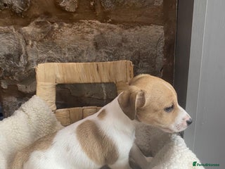 Jack Russell dogs - Advert 1