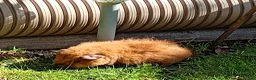 Guinea Pig rodents for sale: Baby guinea pigs  in Petworth - Advert 13